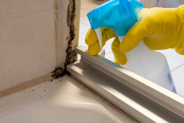 Attic Mold Removal in Gray, GA